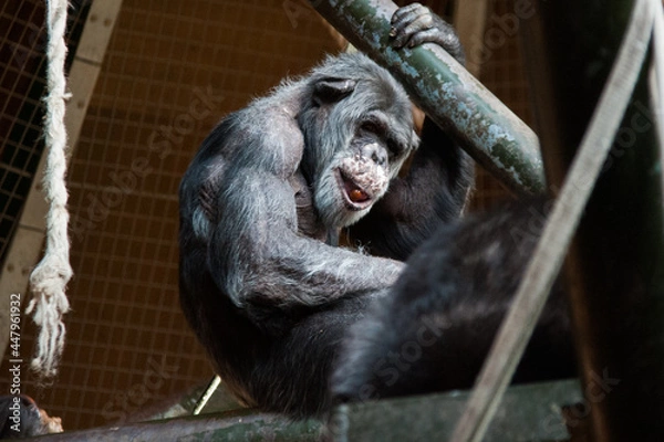 Fototapeta Chimpanzee in zoo sitting
