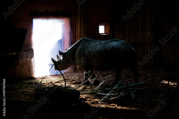 Fototapeta Rhino enclosure dramatic light 