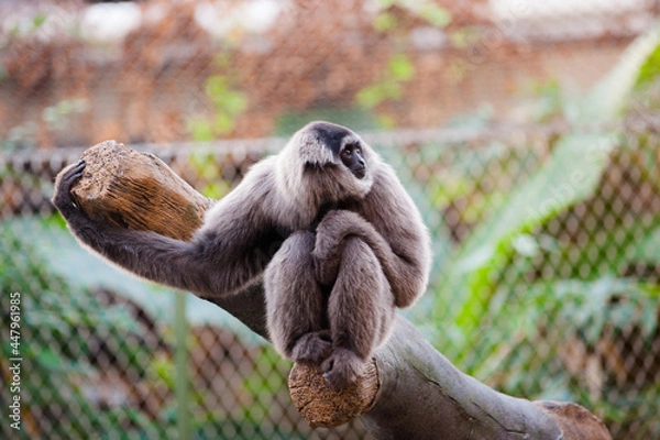 Fototapeta Gibbon sitting on a branch