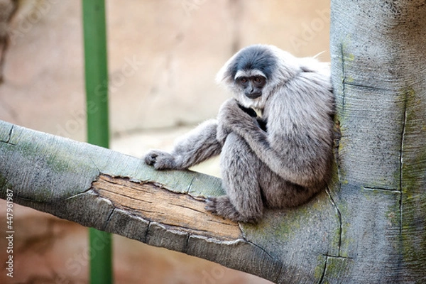 Fototapeta Gibbon sitting in a tree
