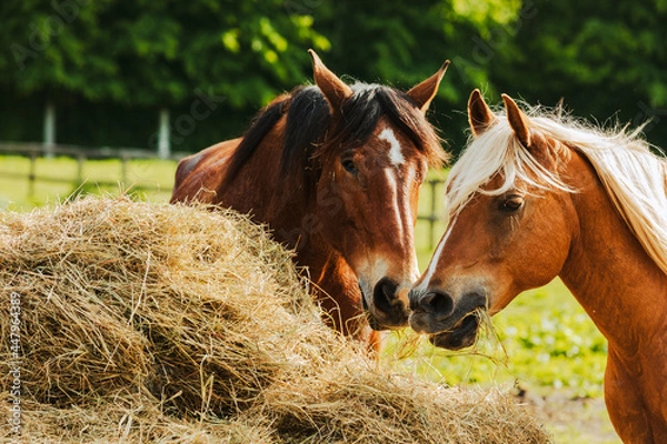 Fototapeta Two beautiful horses feeding on hay in the summer on farm scenery