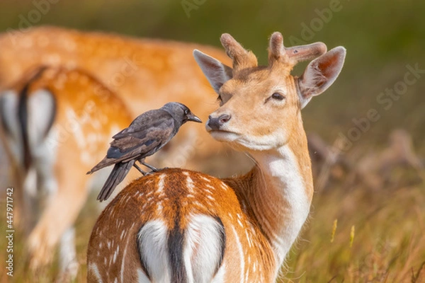 Obraz A young Fallow Deer and a Jackdaw's relationship