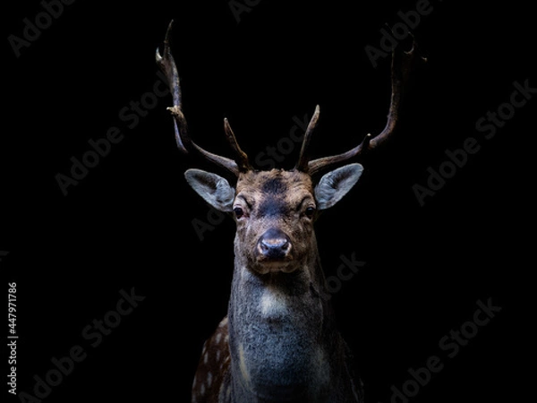 Fototapeta Majestic fallow deer buck with a black background