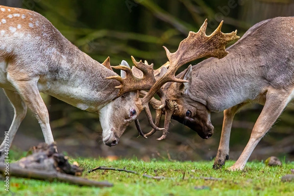 Obraz Fallow deer, two bucks fighting during rutting season