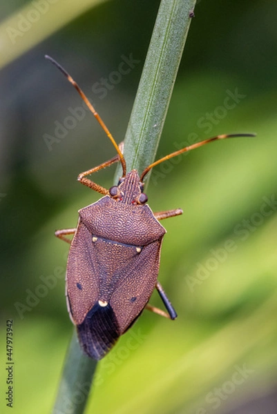 Fototapeta Two-dots Gum Tree Shield Bug