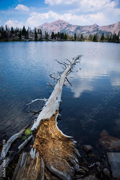 Fototapeta Fallen Tree on the Lake