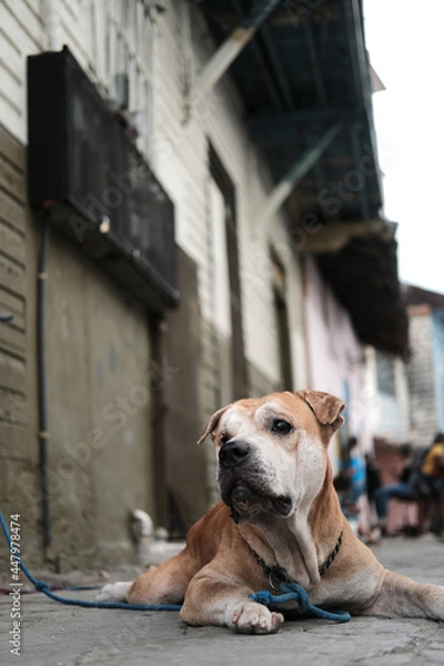 Obraz blind dog lying on the sidewalk