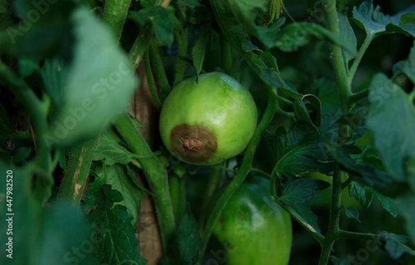 Obraz Blossom end rot. Disease of tomatoes. Low key
