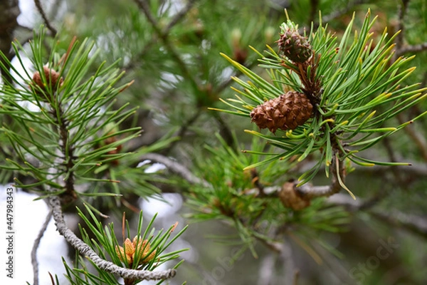 Obraz pine cones from lodgepole pine