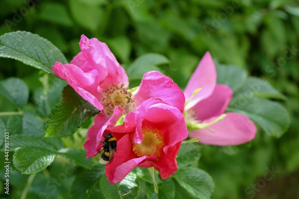 Obraz Close up of California Rose flower blossom with bee. Bokeh background. Selective focus. No people. 