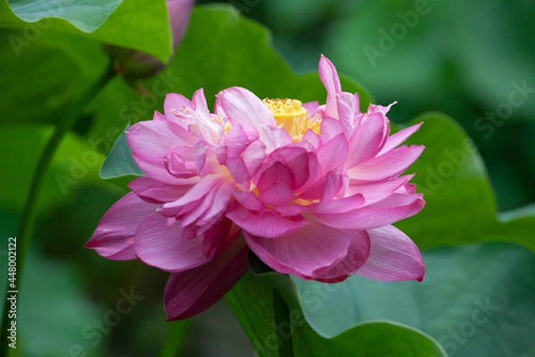 Fototapeta 蓮　日本　仏教　禅　ロータス