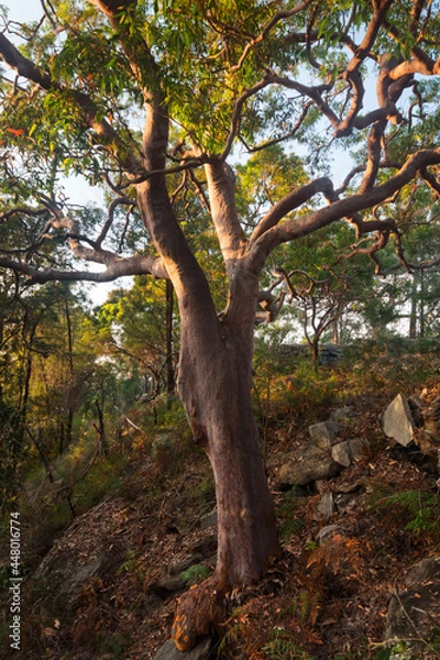 Fototapeta early light on a tree in the forest