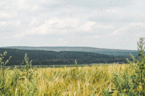 Obraz contrast fields