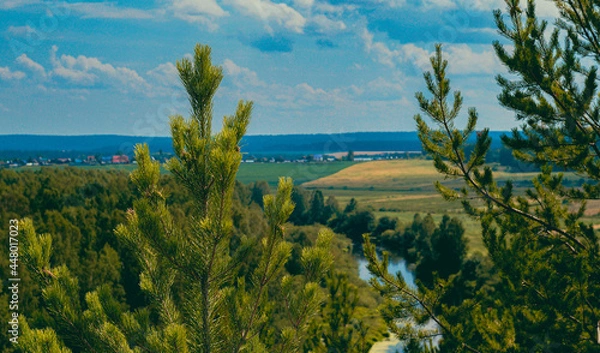 Obraz Pine field from a height