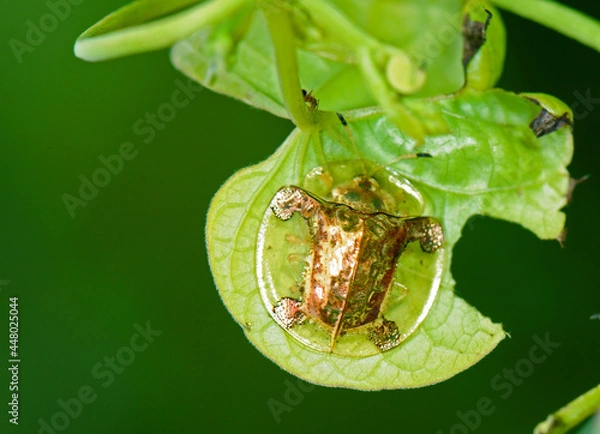 Obraz I am not a tortoise