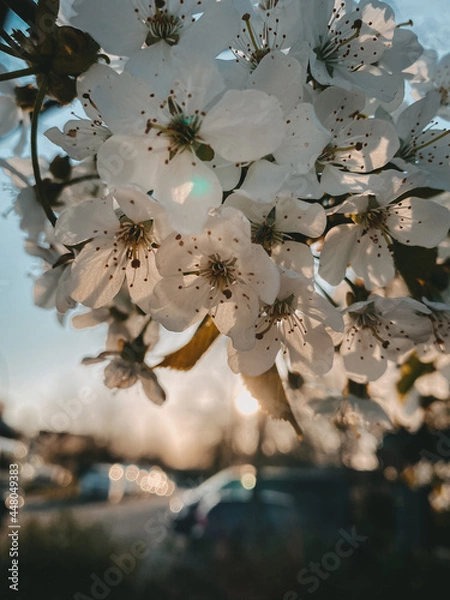 Obraz Abendlicht mit Kirschblüten