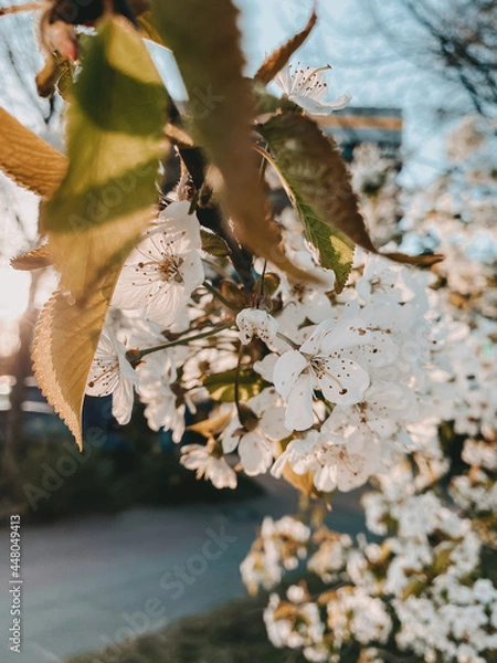 Obraz Kirschblüten im Abendlicht