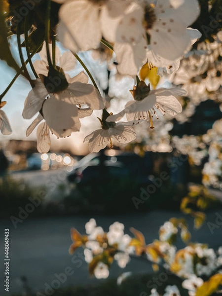 Obraz weiße Kirschblüte