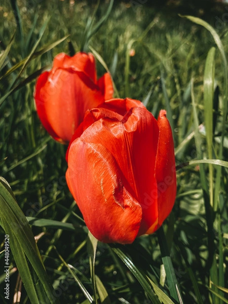 Obraz Rote Tulpen