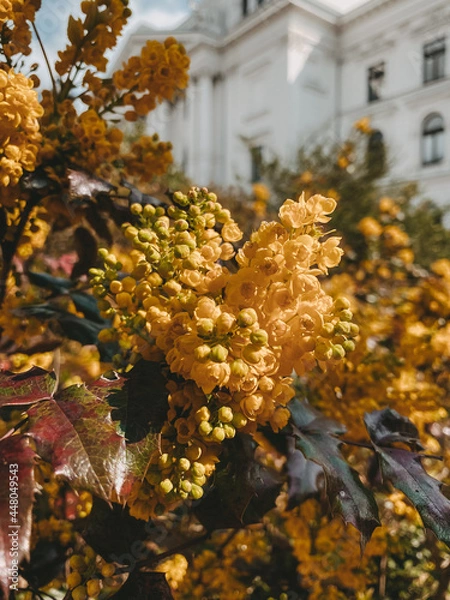 Obraz Berberitzen Mahonie