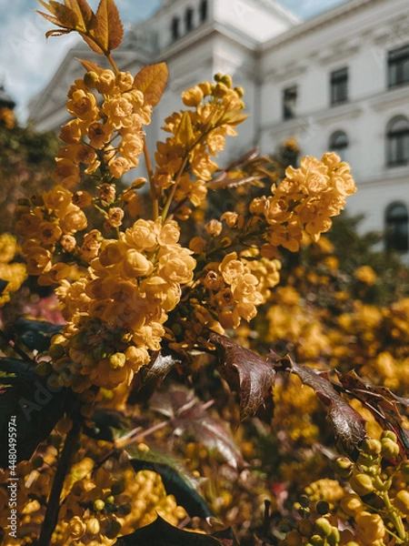 Obraz Berberitzenbusch