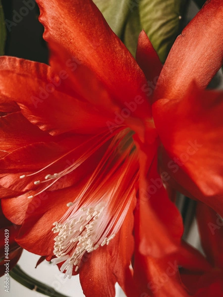 Obraz rote Kacktusblüte