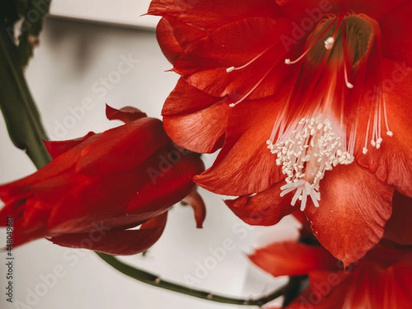 Obraz rote Kacktusblüten