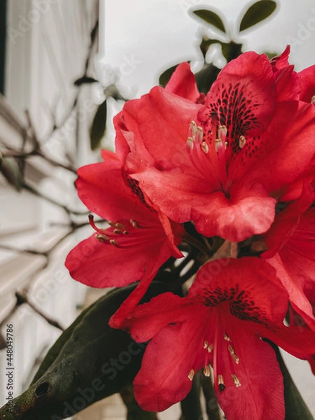 Obraz roter Rhododendron