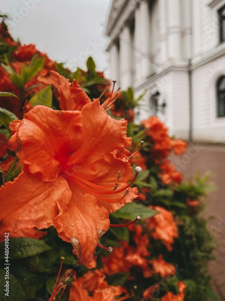 Obraz orangener Rhododendron
