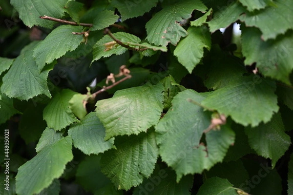 Fototapeta texture of leaves of a hazelnut tree