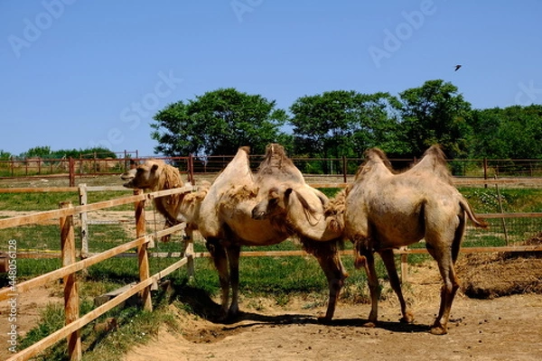 Fototapeta portrait of camels in zoo enclosure