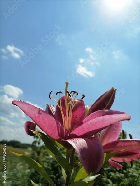 Fototapeta butterfly on flower