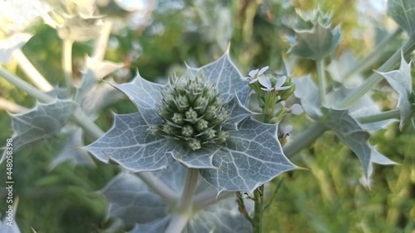 Fototapeta dew on the grass