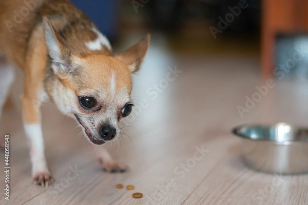 Obraz Emotional grimaces of a puppy in the frame while eating. Funny little chihuahua.