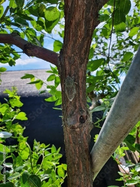 Obraz tree in the forest