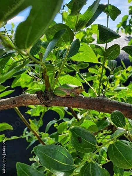 Obraz leaves in the garden