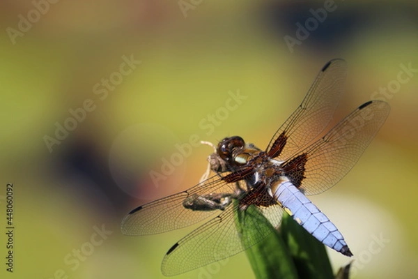 Fototapeta Libelle 1