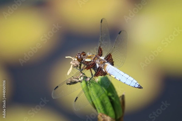 Fototapeta Libelle 2