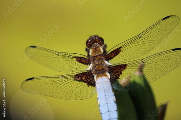 Fototapeta Libelle 3