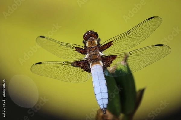 Fototapeta Libelle 4