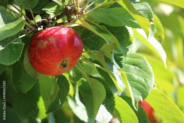 Fototapeta Apfel