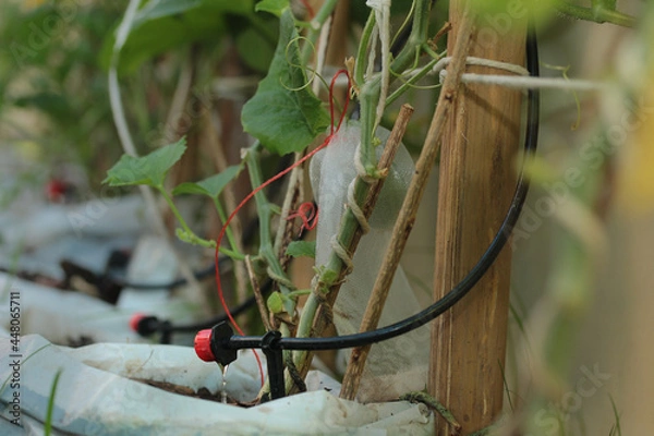 Obraz Droplets from the drip irrigation system used to water the young plants of  kitchen garden plants.