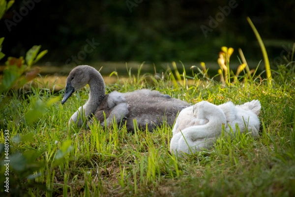 Fototapeta Schwanenbabys