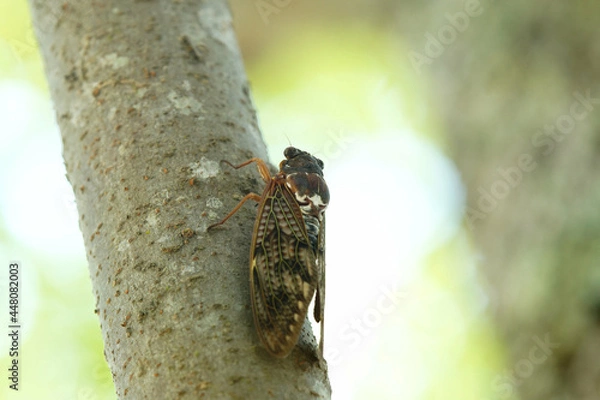 Fototapeta アブラゼミ　夏本番