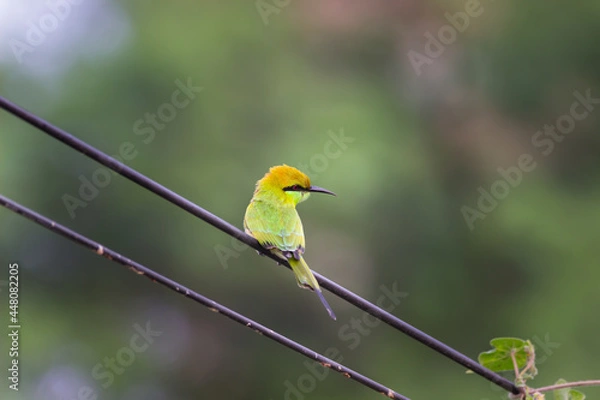 Fototapeta A Green Bee Eater perched on a cable wire and looking away in a soft blurry background. 
 