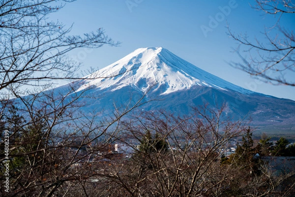 Fototapeta View of Fuji Mountain framed by wintery trees of Arakurayama Sengen Park, Japan.