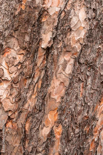 Obraz Tree Bark Background Close-up