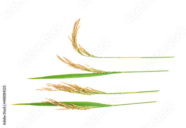 Fototapeta Ears of paddy rice grain isolated on white background