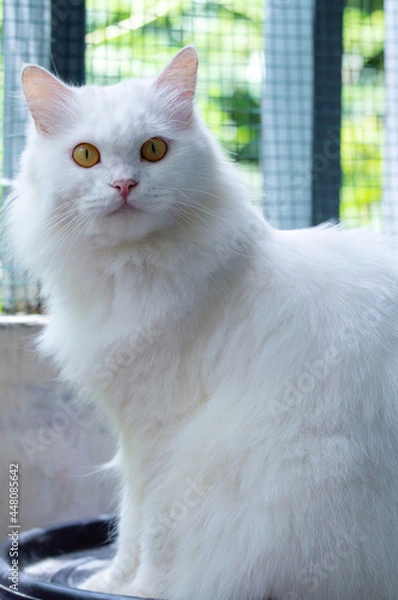 Obraz cat on the window