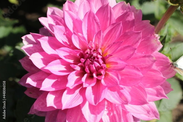 Fototapeta A pink dahlia grows in a summer garden.